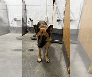 German Shepherd Dog Dogs for adoption in Forestville, MD, USA