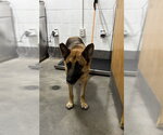 MERLINA - Female German Shepherd Dog Dog for Adoption - Small photo