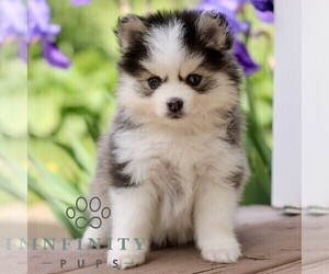 Pomsky Puppy for sale in NEW HOLLAND, PA, USA