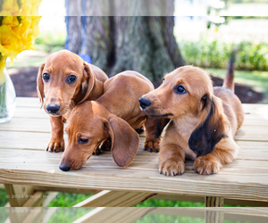 Dachshund Puppy for Sale in WAKARUSA, Indiana USA