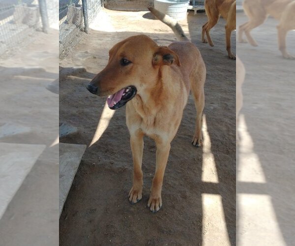 Medium Photo #6 Labrador Retriever-Unknown Mix Puppy For Sale in Apple Valley, CA, USA