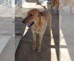 Small #5 Labrador Retriever Mix