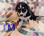 Small Retriever  Mix