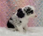 Small Photo #19 Border Collie Puppy For Sale in BLAKESBURG, IA, USA