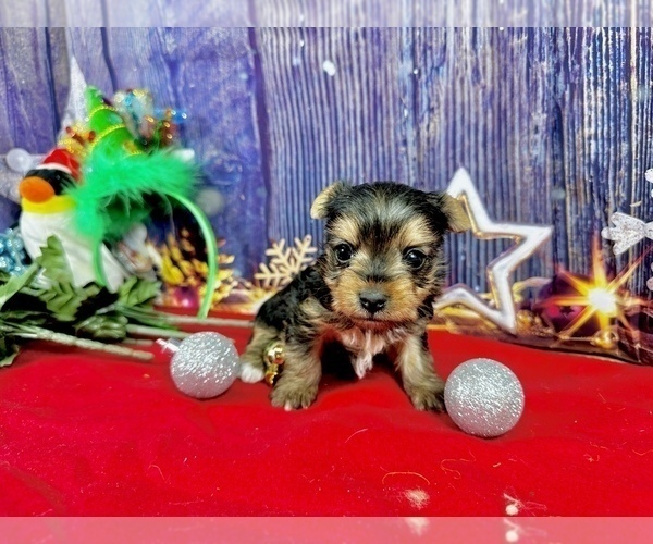 Medium Photo #4 Yorkshire Terrier Puppy For Sale in CASSVILLE, MO, USA