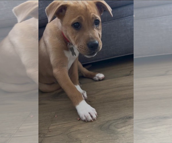 Medium Photo #3 Mutt Puppy For Sale in Holly Springs, NC, USA