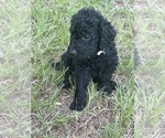 Puppy Beige Labradoodle