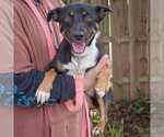 Small Photo #6 Australian Kelpie-Unknown Mix Puppy For Sale in Huntley, IL, USA