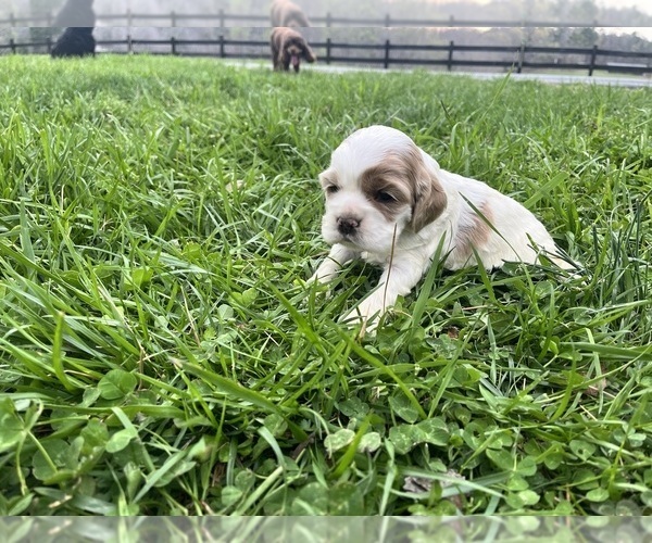 Medium Photo #1 Cocker Spaniel Puppy For Sale in TRINITY, NC, USA