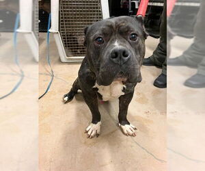 American Pit Bull Terrier Dogs for adoption in Decatur, IL, USA