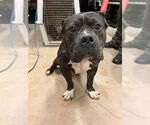Small American Pit Bull Terrier