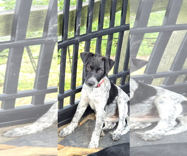 Medium Photo #4 Colonial Cocker Spaniel-Unknown Mix Puppy For Sale in NYC, NY, USA