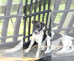 Small #3 Colonial Cocker Spaniel Mix