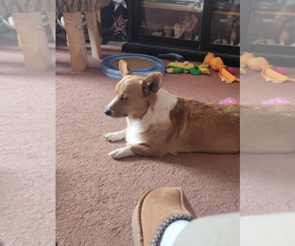 Medium Photo #2 Mutt Puppy For Sale in Portland, IN, USA