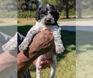 Medium Bernedoodle-Cavapoo (Miniature) Mix