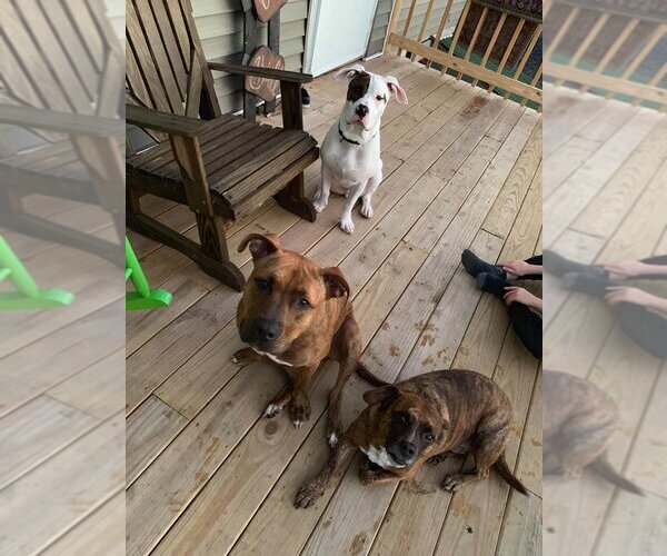 Medium Photo #20 American Pit Bull Terrier-Huskies  Mix Puppy For Sale in Lewistown, PA, USA