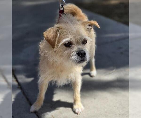 Medium Photo #1 Mutt Puppy For Sale in Las Vegas, NV, USA