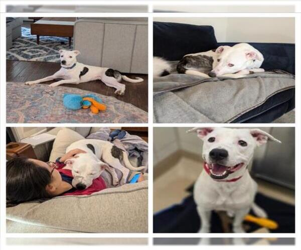 Medium Photo #3 Borador Puppy For Sale in Derwood, MD, USA