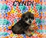 Small Schnoodle (Miniature)
