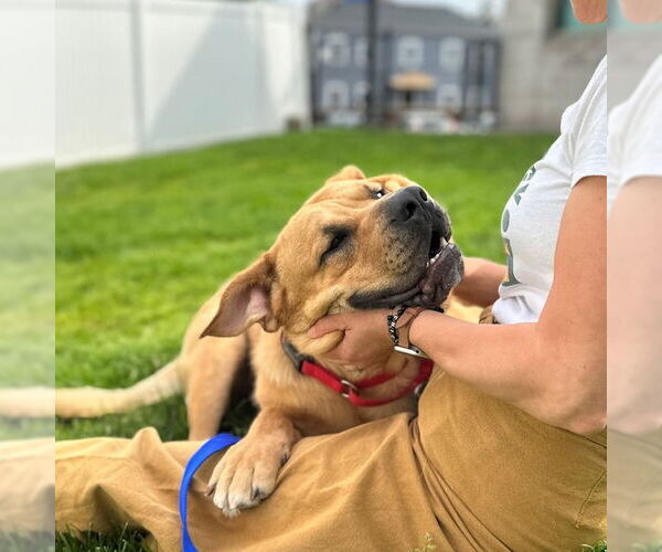 Medium Photo #3 Chinese Shar-Pei-Labrador Retriever Mix Puppy For Sale in Boston, MA, USA