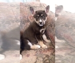 Small Photo #19 German Shepherd Dog-Siberian Husky Mix Puppy For Sale in SAINT MARYS, KS, USA