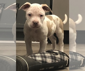 American Pit Bull Terrier Puppy for sale in COLUMBUS, MS, USA