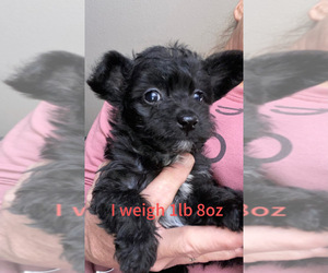 YorkiePoo Puppy for sale in MEXICO, MO, USA