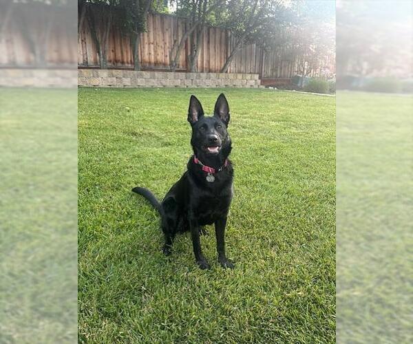 Medium Photo #6 German Shepherd Dog-Unknown Mix Puppy For Sale in Fremont, CA, USA
