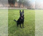 Small Photo #6 German Shepherd Dog-Unknown Mix Puppy For Sale in Fremont, CA, USA