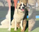 Small #1 Anatolian Shepherd Mix