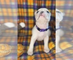 Small #11 Faux Frenchbo Bulldog