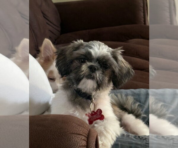 Medium Photo #1 Shih Tzu-Unknown Mix Puppy For Sale in Grafton, WI, USA