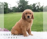 Small #6 Golden Retriever