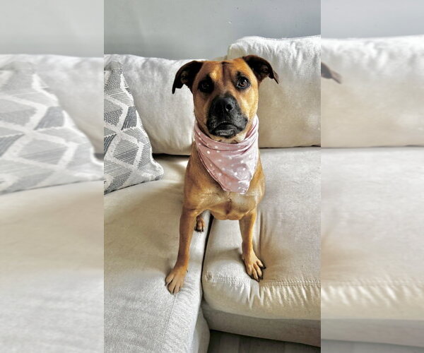 Medium Photo #4 Mutt Puppy For Sale in Boston, MA, USA