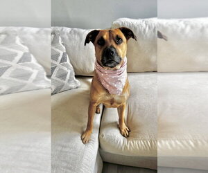Nina - Female Mutt Dog for Adoption - Photo #4
