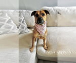 Small Photo #4 Mutt Puppy For Sale in Boston, MA, USA