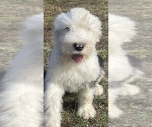 Old English Sheepdog Puppy for sale in WAKE FOREST, NC, USA