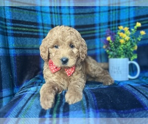 Miniature Labradoodle Puppy for sale in LAKELAND, FL, USA