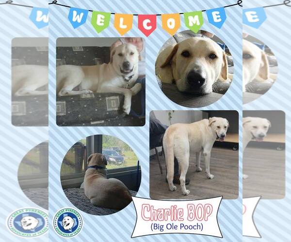 Medium Photo #2 Great Pyrenees-Unknown Mix Puppy For Sale in Houston, TX, USA
