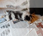 Small Photo #3 Australian Shepherd Puppy For Sale in N CHESTERFLD, VA, USA