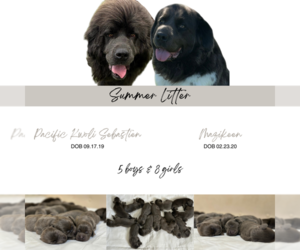 Newfoundland Litter for sale in PORTLAND, OR, USA