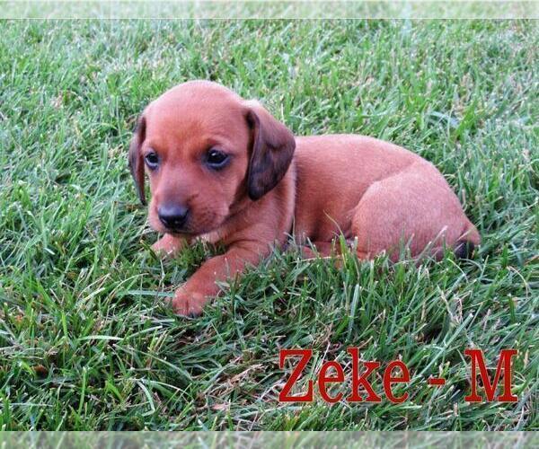 Medium Photo #7 Dachshund Puppy For Sale in NEW HOLLAND, PA, USA