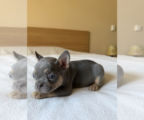Medium Photo #7 French Bulldog Puppy For Sale in RENTON, WA, USA
