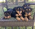 Small Photo #8 Airedale Terrier Puppy For Sale in JOSHUA, TX, USA