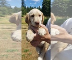 Small #8 Labrador Retriever