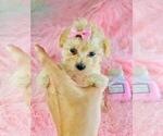 Small #6 Poodle (Toy)