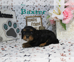 Small Photo #8 Cavalier King Charles Spaniel Puppy For Sale in CHANUTE, KS, USA