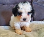 Small #20 Bernedoodle (Miniature)