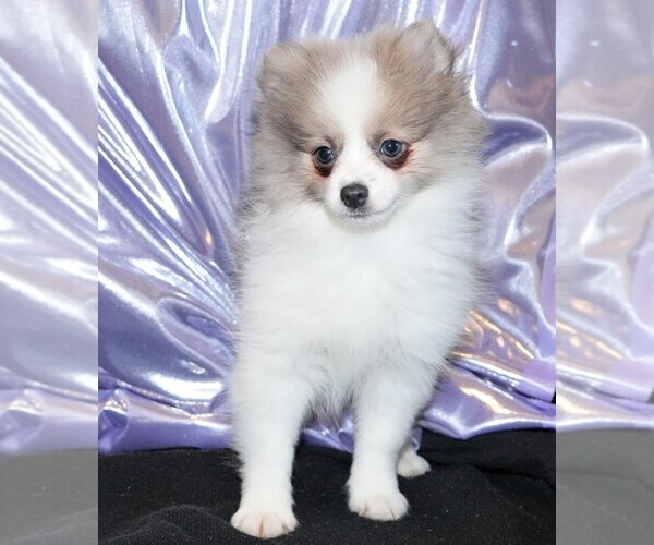 Medium Photo #5 Pomeranian Puppy For Sale in ROCK VALLEY, IA, USA