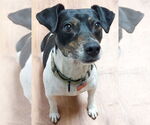 Small Rat Terrier Mix